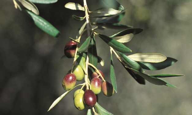 Una camminata tra gli olivi per celebrare le Città dell’olio