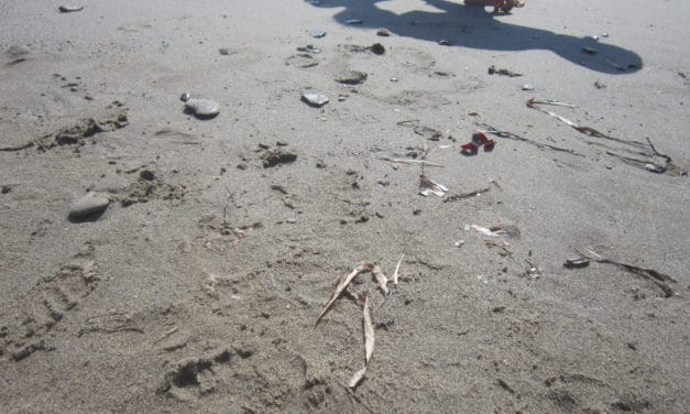 A Diano Marina una passeggiata per scoprire la spiaggia in inverno