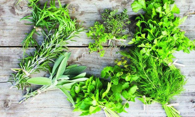 Aromatica: dal 28 aprile al 1 maggio a Diano Marina tra basilico e profumi di Liguria. Il programma