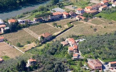 Il Pigato: un vitigno varietale che vuol dire Liguria occidentale
